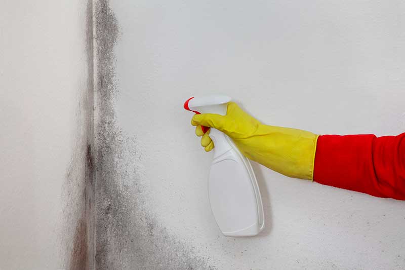 Mold Remediation Services