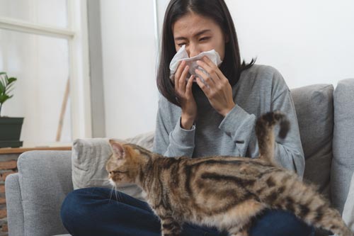 cat allergy