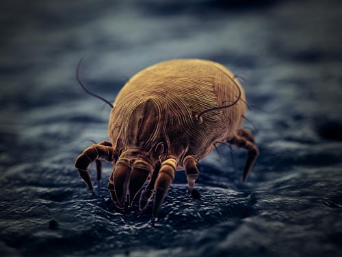 Dust Mite